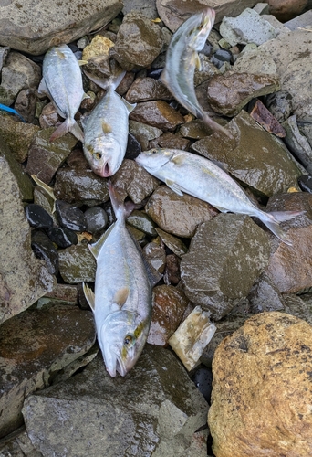 ネリゴの釣果