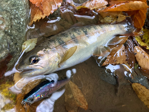 ヤマメの釣果