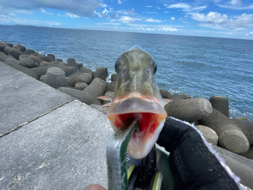 イソフエフキの釣果