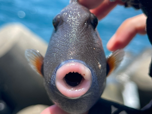 ツマジロモンガラの釣果