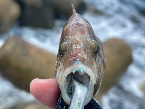 ミツバモチノウオの釣果