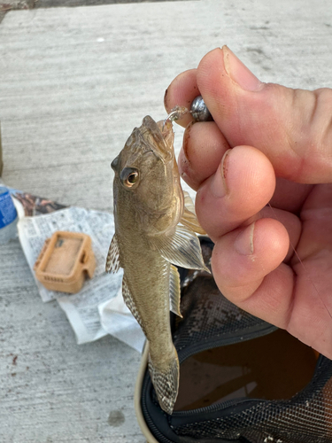 ハゼの釣果