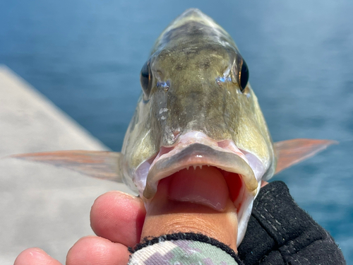 マトフエフキの釣果