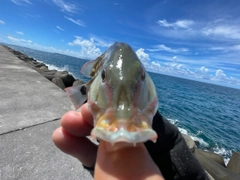 アミメフエダイの釣果