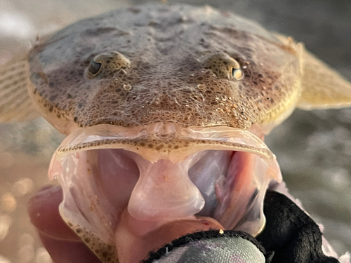 ミナミマゴチの釣果