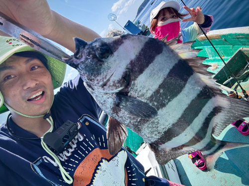 イシダイの釣果