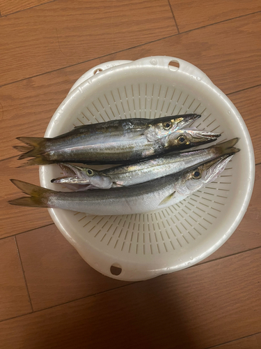 カマスの釣果