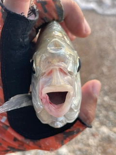 セダカクロサギの釣果