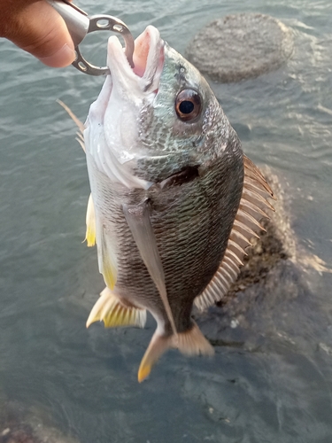 キビレの釣果