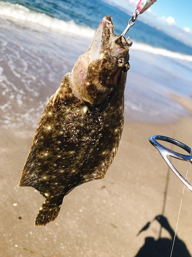 ソゲの釣果