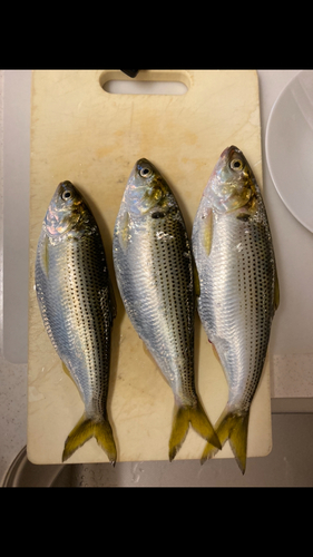 コノシロの釣果