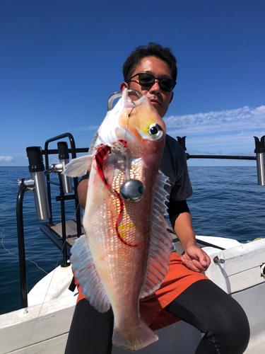 アマダイの釣果