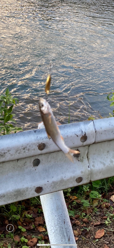 アブラハヤの釣果