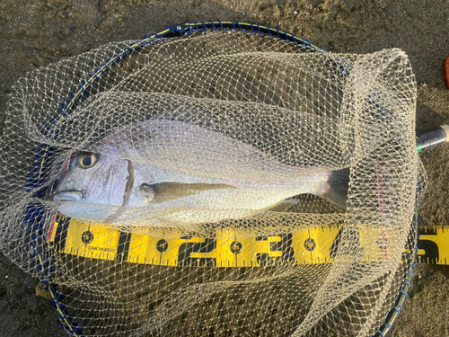 ヘダイの釣果