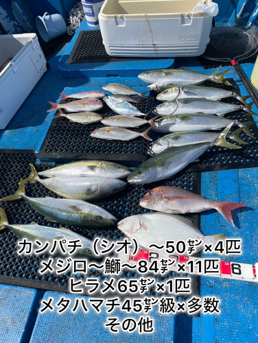 カンパチの釣果