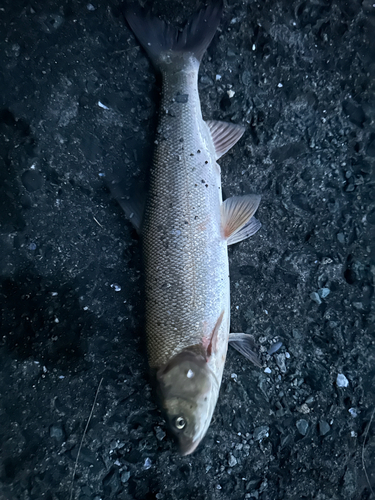 ウグイの釣果