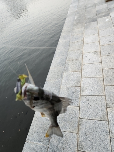 キビレの釣果