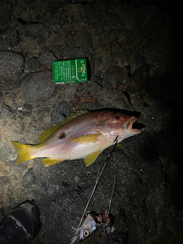 ヨコスジフエダイの釣果