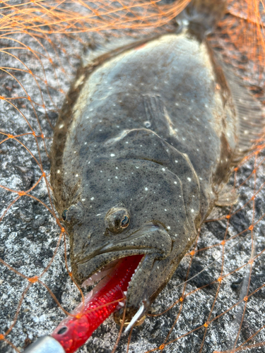 ヒラメの釣果