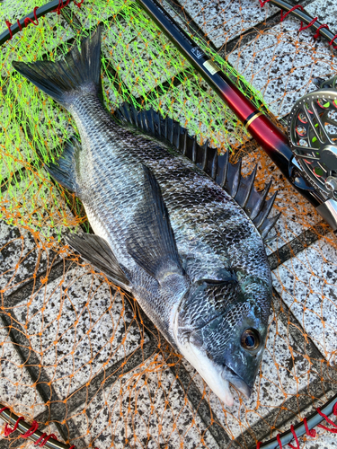 チヌの釣果