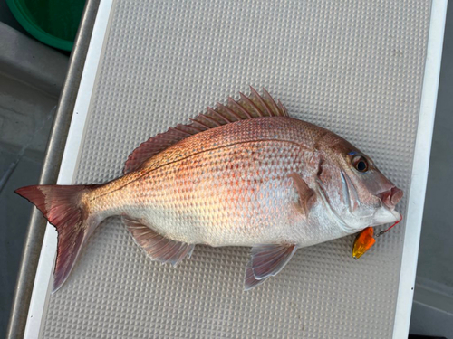 タイの釣果