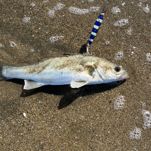 スズキの釣果