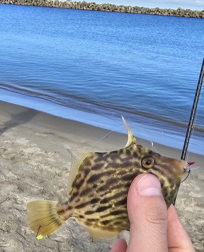 トゲカワハギの釣果