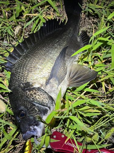 クロダイの釣果