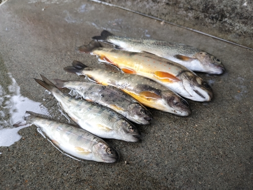 オショロコマの釣果