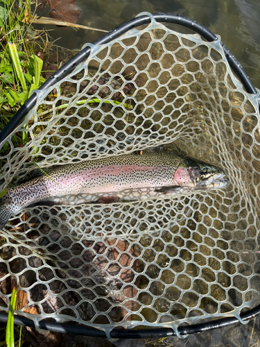 ニジマスの釣果