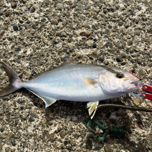 カンパチの釣果