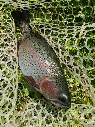 ニジマスの釣果