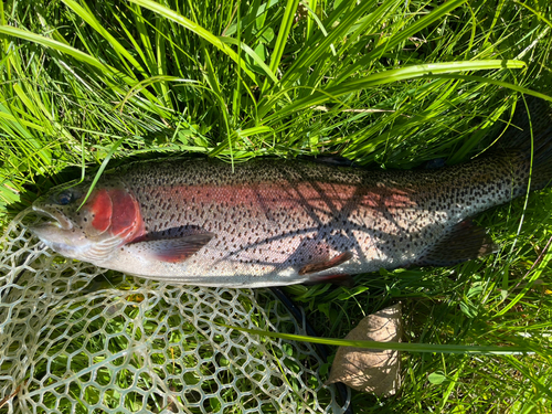 ニジマスの釣果