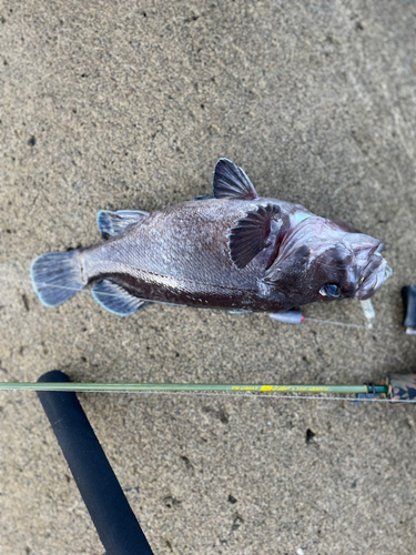 クロソイの釣果