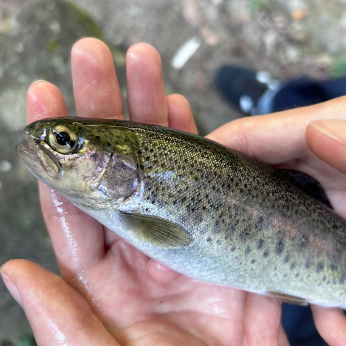 ニジマスの釣果