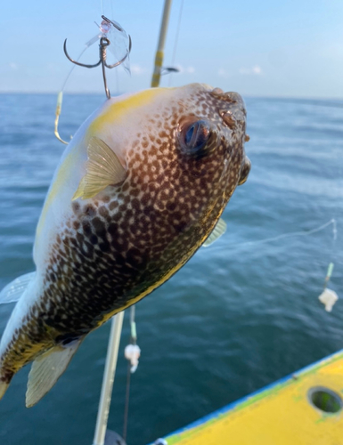 ショウサイフグの釣果