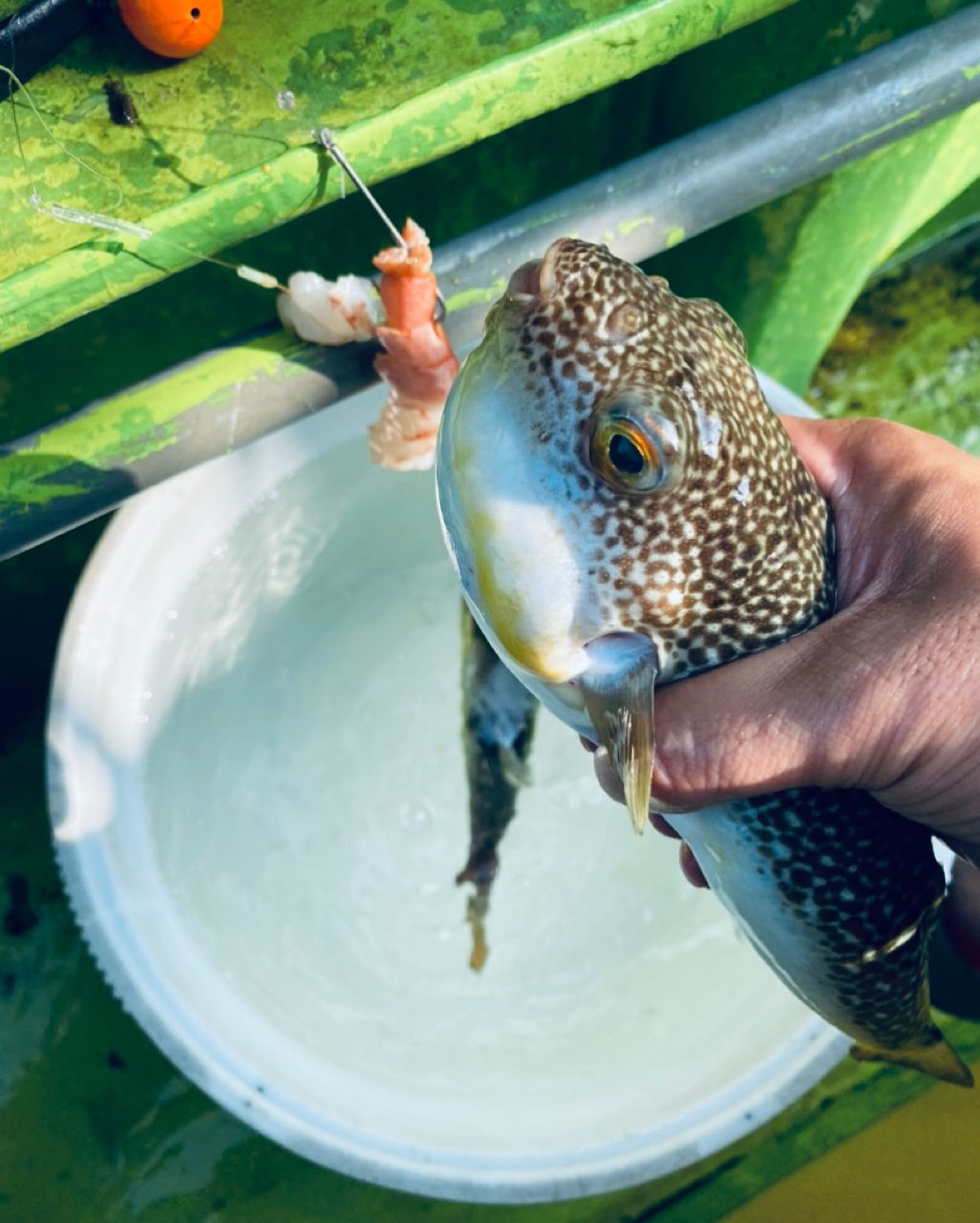 ショウサイフグ