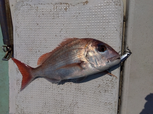 マダイの釣果