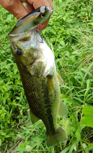 ラージマウスバスの釣果