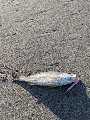 セイゴ（マルスズキ）の釣果