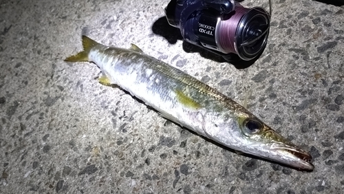 カマスの釣果