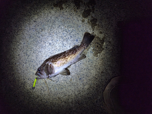 クロソイの釣果