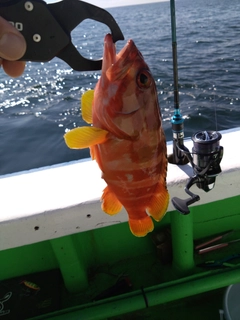 アカハタの釣果