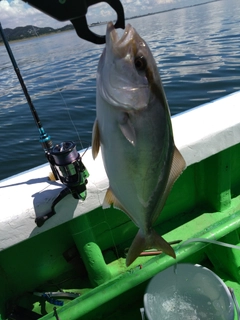 ショゴの釣果