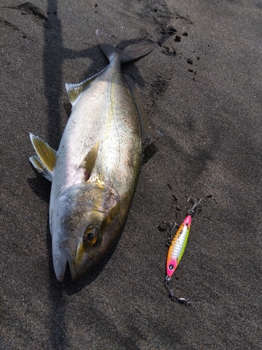 ショゴの釣果