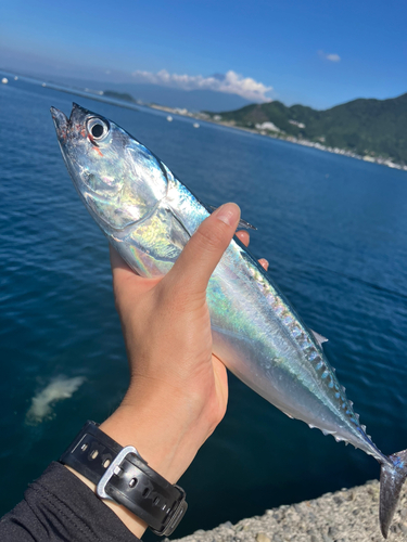 マルソウダの釣果