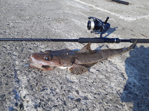 イネゴチの釣果