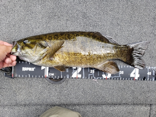 スモールマウスバスの釣果