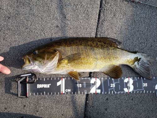 スモールマウスバスの釣果