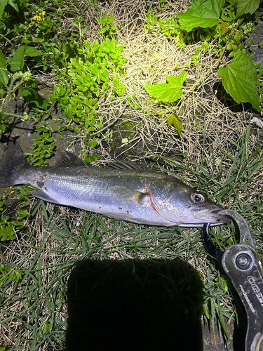 スズキの釣果